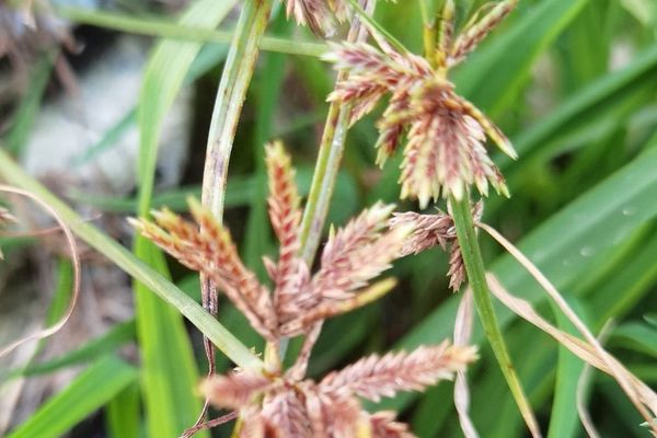 Sweet cyperus