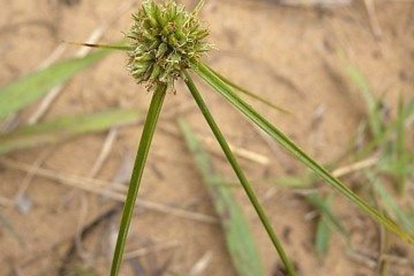 Great plains flatsedge