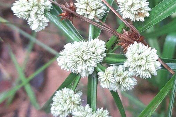 Rush-like flatsedge