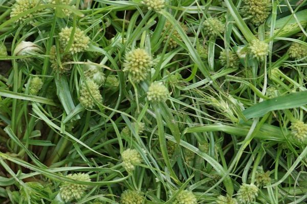 Cyperus michelianus