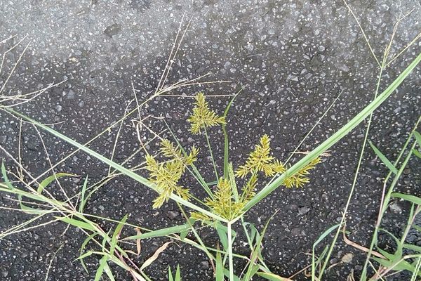 Asian flatsedge