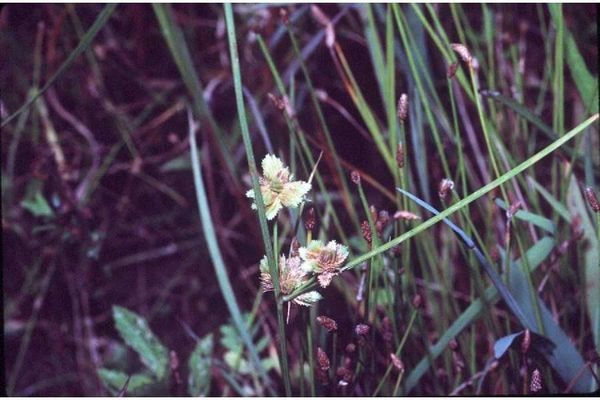 Marsh flat sedge