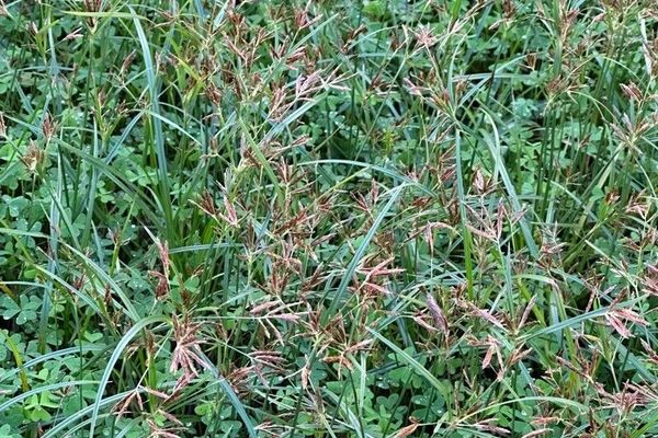 Coco-grass