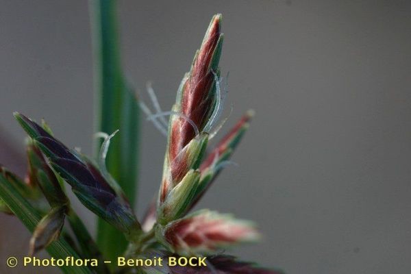 Tidal marsh flat sedge