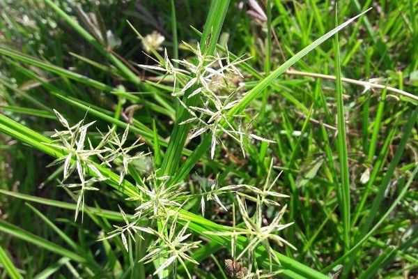 Roadside flat sedge