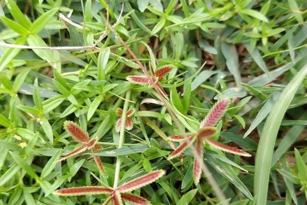 Bearded flat sedge