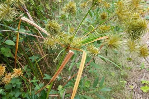False nut sedge