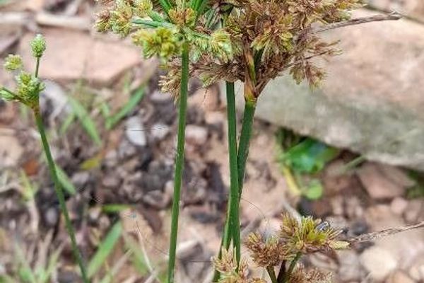 Tropical flat sedge