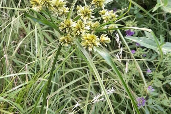 Green flatsedge