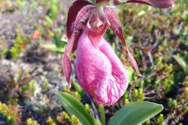 Pink lady's-slipper