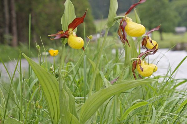 Lady's-slipper