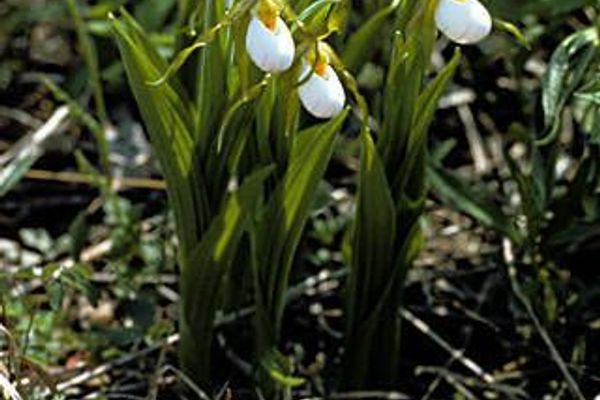 White lady's-slipper