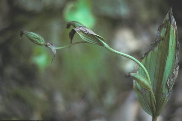 Lesser yellow lady's slipper