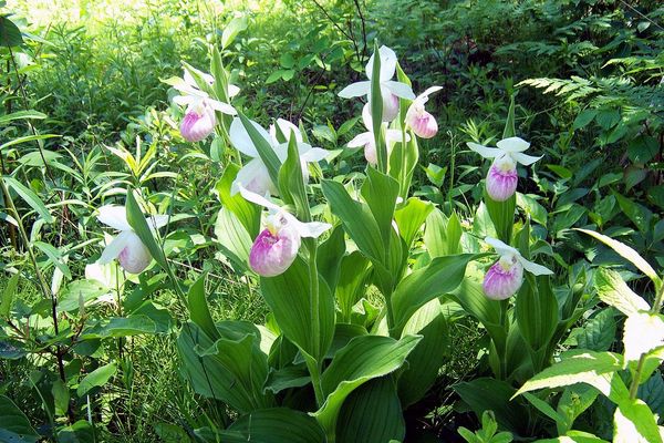 Queen lady's-slipper