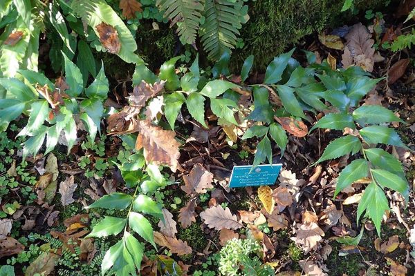 Japanese holly fern