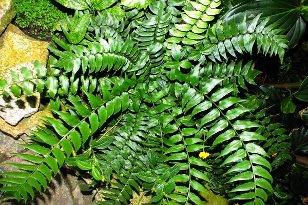 Asian netvein hollyfern