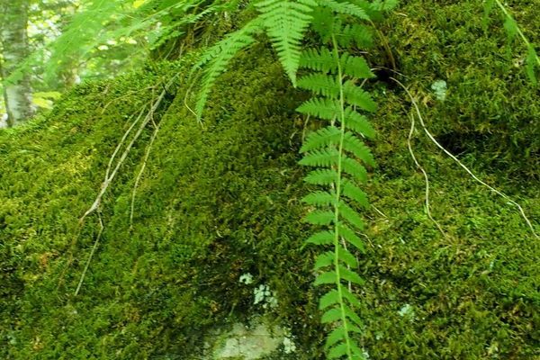 Bulblet bladder fern