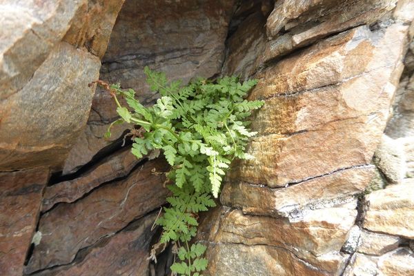 Brittle bladder fern