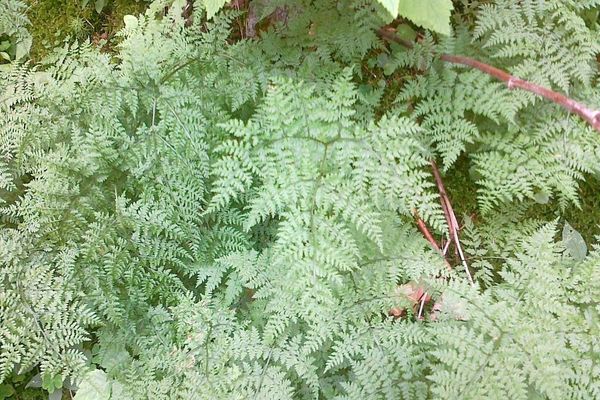 Mountain bladderfern