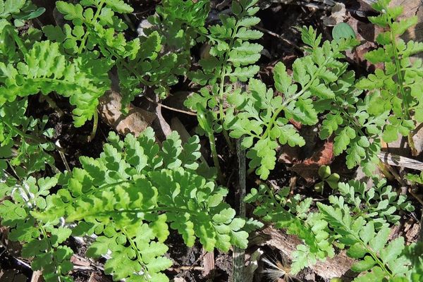 Lowland brittle fern