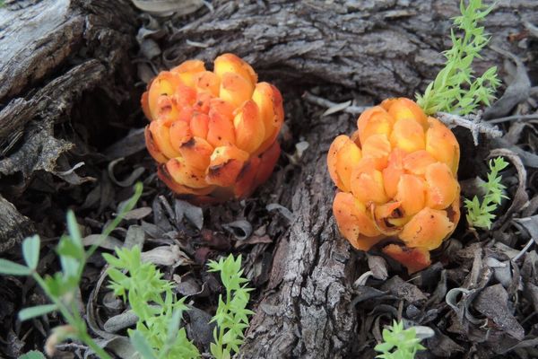Rockrose parasite
