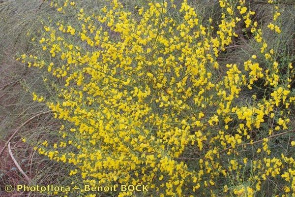 Cytisus arboreus