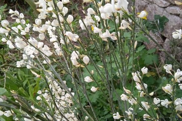 White spanish broom