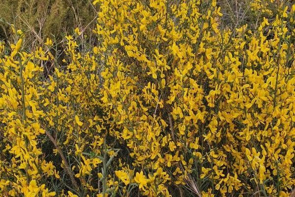 Cytisus oromediterraneus
