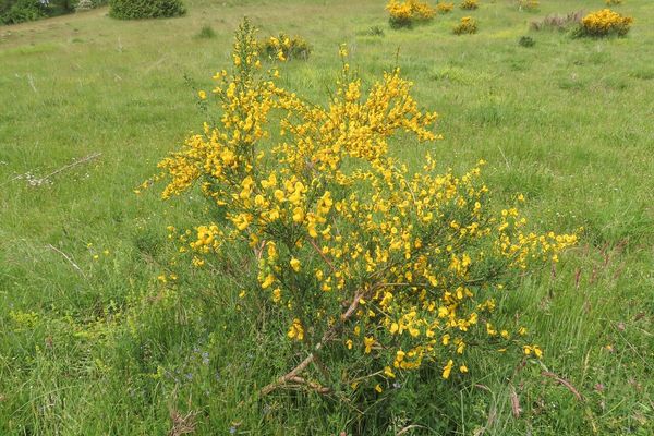 European broom