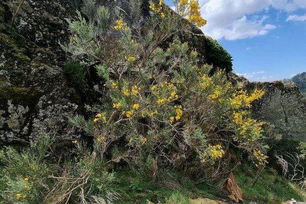 Portuguese broom