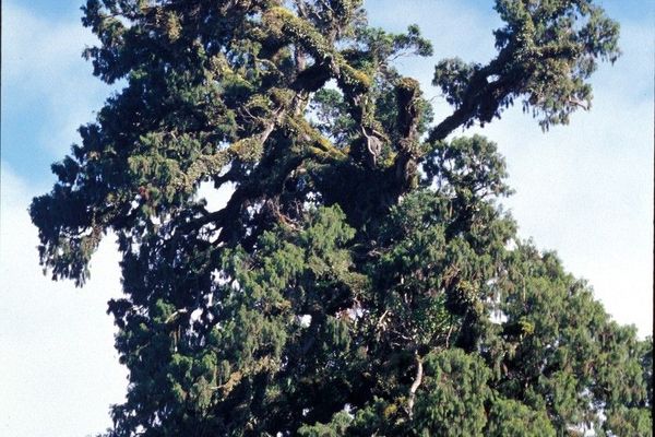 Red pine