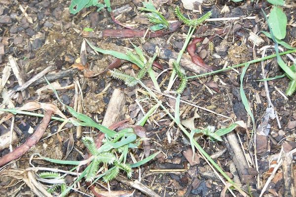 Durban crowfoot