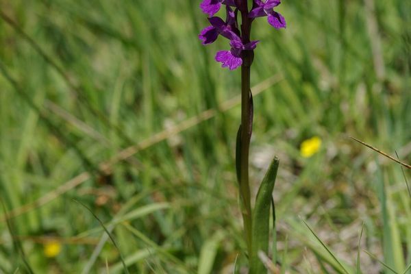 Stately dactylorhiza