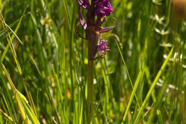 Early marsh orchid