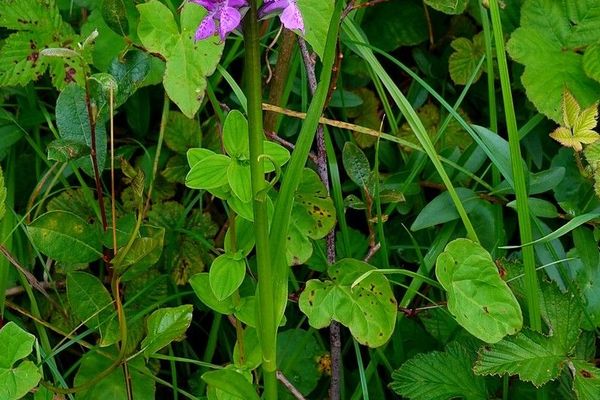 Southern marsh-orchid