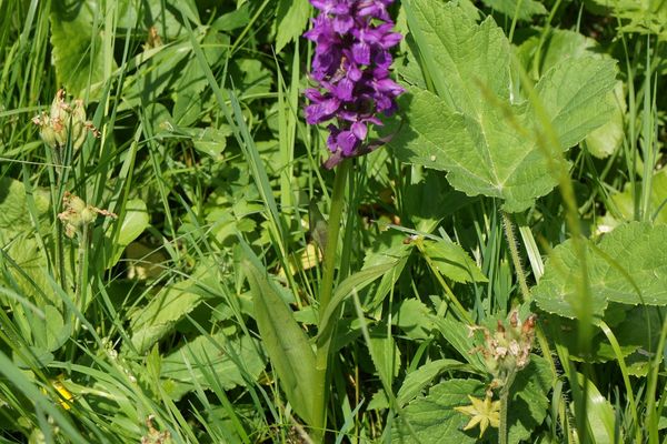 Northern marsh-orchid