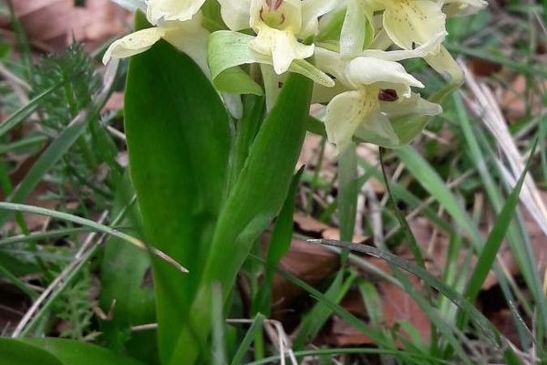 Elder-flowered orchid