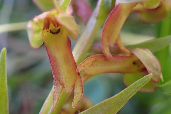 Longbract frog orchid