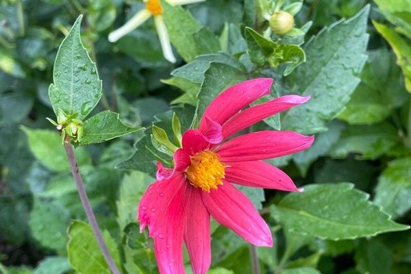 Red dahlia