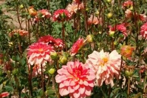 Dahlia