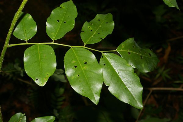 Dalbergia frutescens