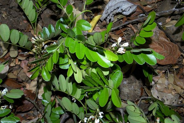 Dalbergia glabra