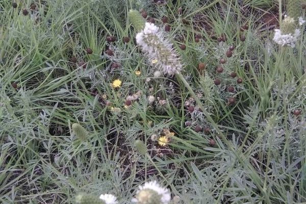 White prairie clover