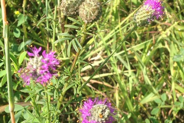 Purple prairie-clover