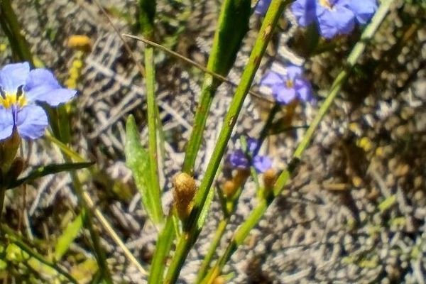 Dampiera stricta