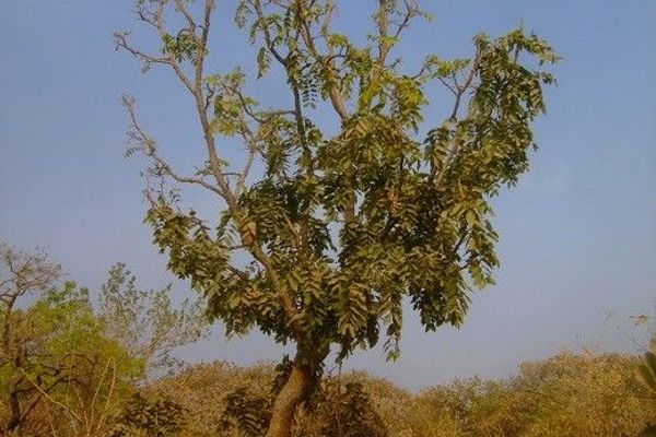 African copaiba balsamtree