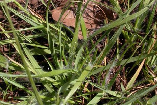 California oat grass
