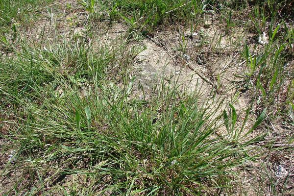 Heath grass