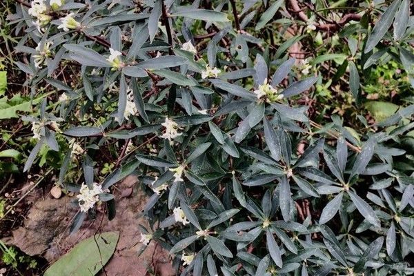 Alpine daphne