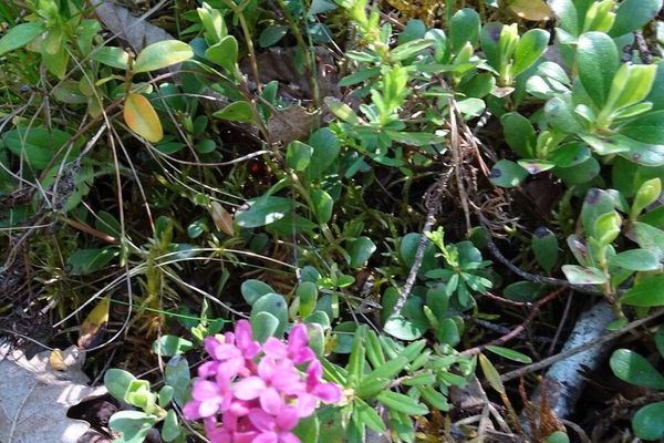 Garland-flower